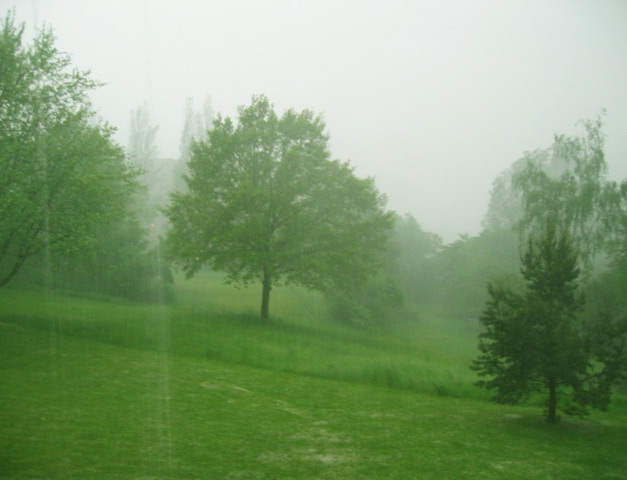 Frühling – grüne Wiese im Regen