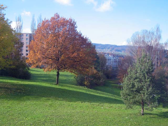 Herbst – buntes Laub